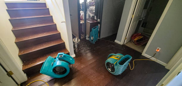 Best Mold removal after water damage  in Hamilton, MT